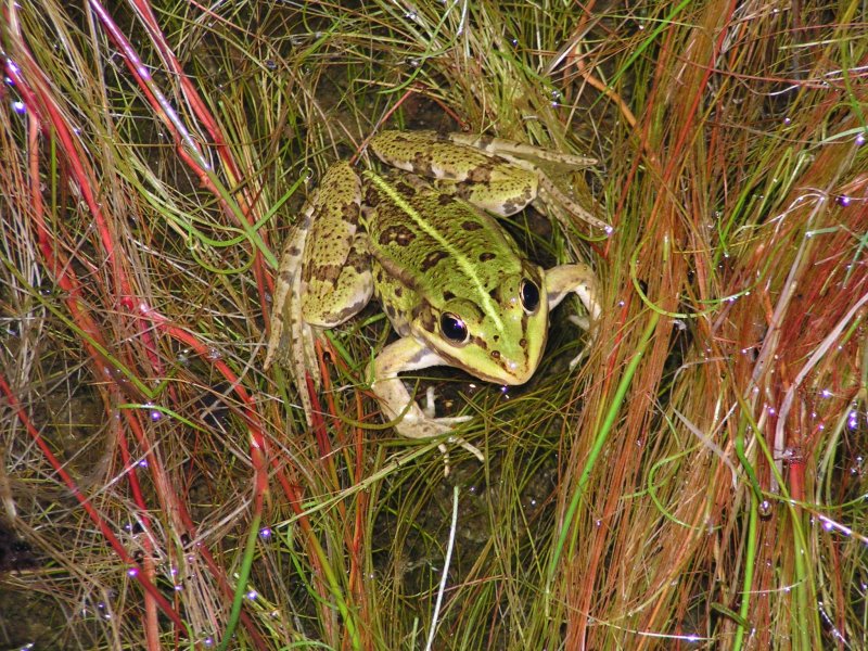 grenouille verte. Pascal Mathias